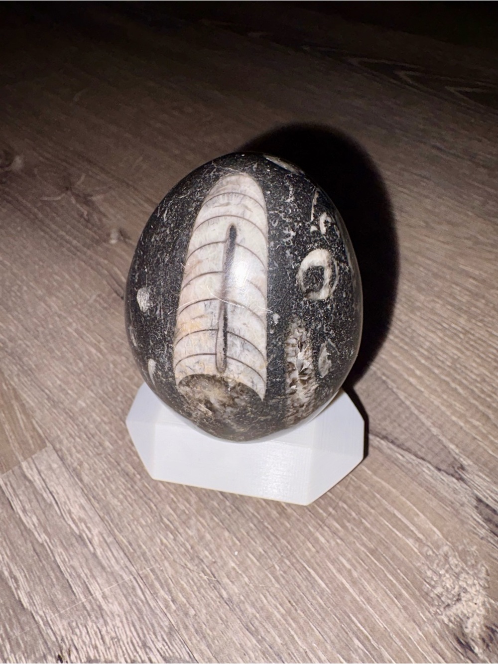 Polished Orthoceras Fossil Egg Sculpture - Black and White Home Art